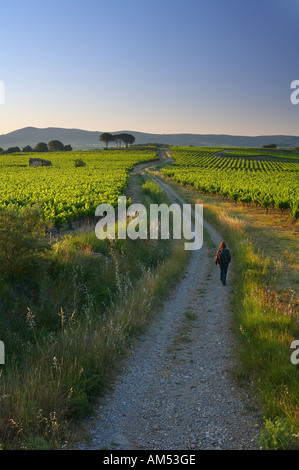 ein Wanderer auf einer Strecke durch einen Weinberg nr Gignac im Morgengrauen l Herault Valley Languedoc Frankreich NR Stockfoto