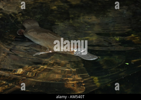 Platypus, Ornithorhynchus Anatinus, alleinstehenden im tank Stockfoto