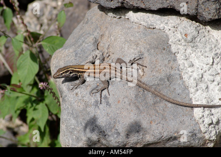 Gallotia Caesaris oder Boettgers Eidechse sonnen sich auf einer Wand Stockfoto