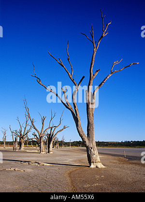 Steigenden Salzgehalt, Ackerland, Western Australia Stockfoto