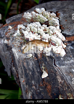 Spanisch Slug (Arion Lusitanicus) auf Flechten bedeckt Log, Spanien, Stockfoto