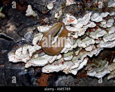 Spanisch Slug (Arion Lusitanicus) auf Flechten bedeckt Log, Spanien, Stockfoto