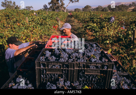 Ernte Pinto Noir Trauben, Delatite Weingut, in der Nähe von Mansfield, Victoria, Australien Stockfoto