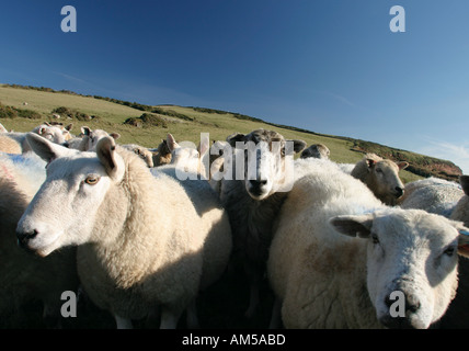 Neugierige Schafe auf Feldern entlang der Küste zu Küste-Pfad bei St Bees in Cumbria Stockfoto