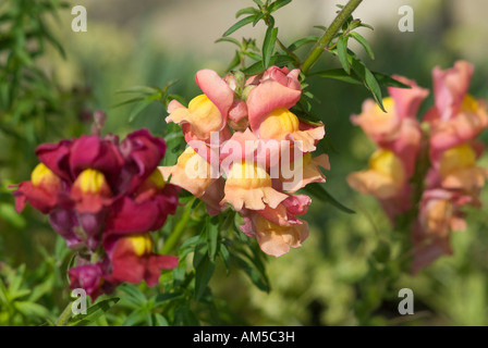 Löwenmaul (Antirrhinum Majus) Stockfoto