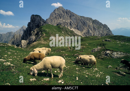 Schafe, Karwendel, Tirol, Österreich Stockfoto