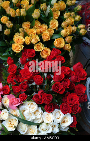 Cape Town Südafrika RSA Rosen auf Verkauf in der Adderley Street Stockfoto