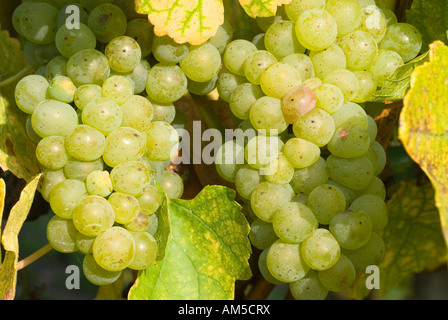 Trauben (Mueller Thurgau) im the Vine, Steigerwald, untere Franken, Bayern, Deutschland Stockfoto