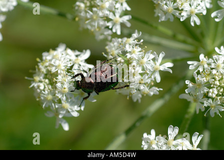 Riesenbärenklau (Heracleum Mantegazzianum) und Rose Chafer (Cetonia Aurata) Stockfoto