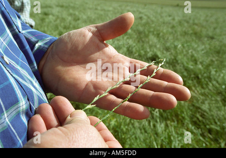 Landwirtschaft-Konzept. Rasen Samen Bauer Ernte in Händen hält, Nahaufnahme. Stockfoto