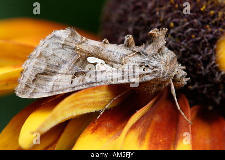 Silber Y (Autographa Gamma) auf Black eyed susan Stockfoto