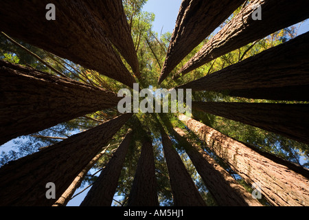 In einem Coast Redwood Tree Kathedrale oder Fairy Ring. Sequoia Sempervirens. Ein geschlossener Kreis von Redwood-Bäume. Stockfoto