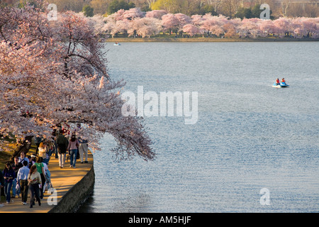 Kirschbäume in Blüte Gipfel rund um das Tidal Basin in Washington DC, USA, während die National Cherry Blossom Festival. Stockfoto