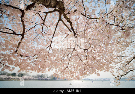 Kirschbäume in Blüte Gipfel rund um das Tidal Basin in Washington DC, USA, während die National Cherry Blossom Festival. Stockfoto