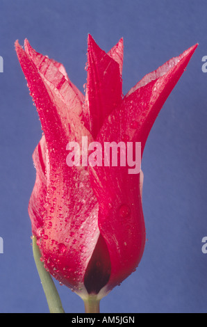 Tulipa 'Lily Chic' (Tulip) Lily blühenden Gruppe. Nahaufnahme von roten Tulpen mit weißen Abzeichen und Einfassung auf blau. Stockfoto