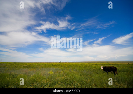 Einsame Kuh in den großen kasachischen und kirgisischen Steppe 150 km westlich von Almaty, Kasachstan. Auf dem Weg von Kora, Tamgaly Stockfoto