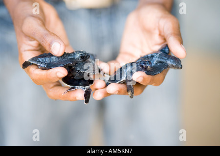 Ehrenamtliche halten Baby-Meeresschildkröten. Meer-Schildkrötenaufzucht Victor Hasselblad Turtle Conservation Research Center, Kosgoda Sri Lanka Stockfoto