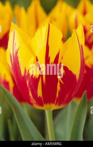 "Mickey Mouse" Tulipa (Tulpe) einzelne frühe Gruppe. Nahaufnahme von roten und gelben Tulpen. Stockfoto