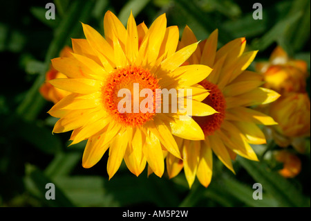 Gelbe Garten Strawflower, Helichrysum Bracteatum, Südafrika Stockfoto