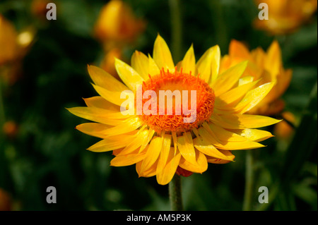 Gelbe Garten Strawflower, Helichrysum Bracteatum, Südafrika Stockfoto