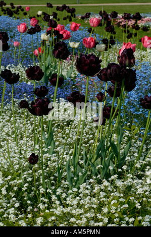 Schwarze Tulpen mit Vergissmeinnicht Stockfoto