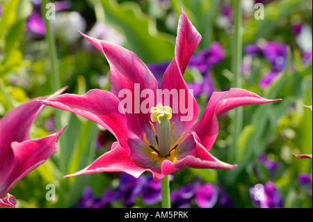 Lily blühende Tulpen, Staubblätter und Eierstock Stockfoto