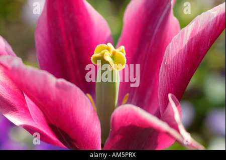 Lily blühende Tulpe, Staubblätter und Eierstock Stockfoto
