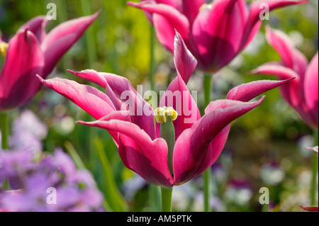 Lily blühende Tulpen Stockfoto