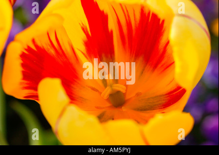 Gelbe Tulpe mit roten Streifen Stockfoto