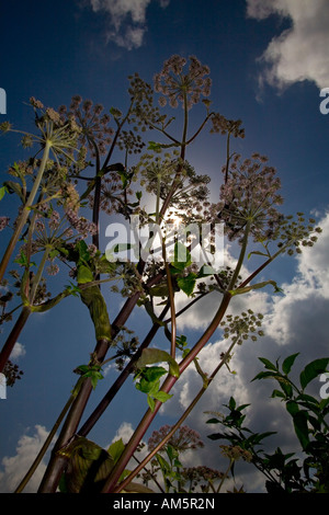 Im Sommer ein Wild Angelica (Angelica sp) Pflanzen (Frankreich). Pied d'Angélique Sauvage (Angelica sp) de Eté (Frankreich). Stockfoto