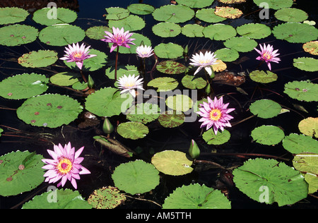 Bunte Seerosen auf einem Teich Münzen geworfen auf Seerosenblätter, Florida, USA Stockfoto