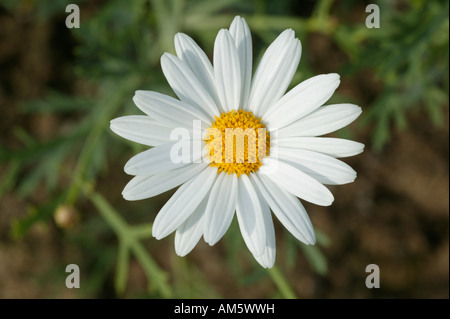 Einzelnen Blüte von Oxeye Daisy, Chrysanthemum leucanthemum Stockfoto