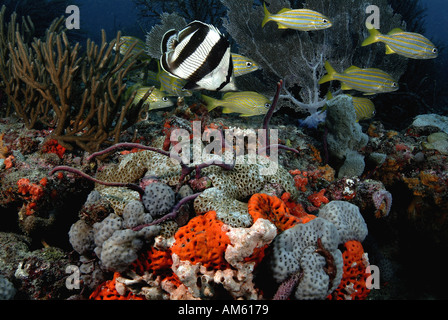 gebänderten Butterflyfish, Atlantik, vor Florida Stockfoto