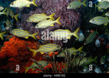 Schule der Smallmouth Grunzen Fische, Atlantik, vor Florida Stockfoto