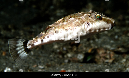 Bandtail Kugelfische vor Florida Stockfoto