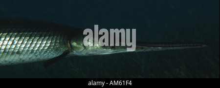 Alligator gar Schwimmen im Fluss Regenbogen, Florida Stockfoto