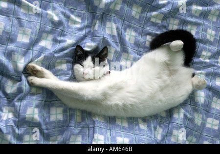 Katze streckt auf einem Bett Stockfoto