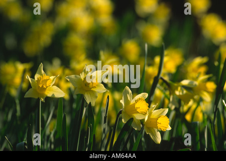 Wilde Narzissen Narcissus Pseudonarcissus Gruppe Stockfoto