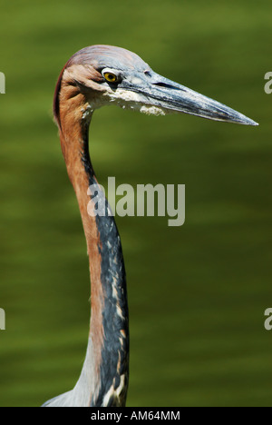 Goliath Reiher (Ardea Goliath) Stockfoto