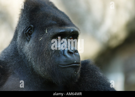 Flachlandgorilla (Gorilla Gorilla Gorilla), Männlich Stockfoto