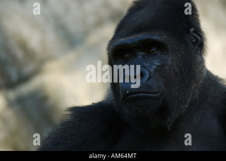 Flachlandgorilla (Gorilla Gorilla Gorilla), Männlich Stockfoto
