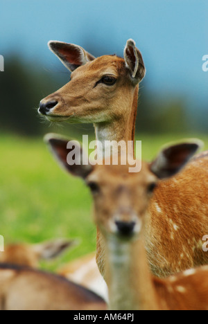 Damhirsch (Dama Dama) Stockfoto