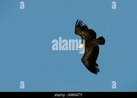 Fliegende Gänsegeier (abgeschottet Fulvus) Stockfoto