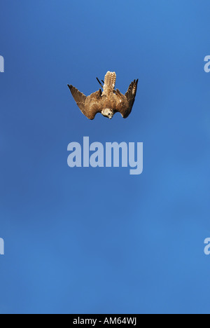 Fliegenden Saker-Falken (Falco Cherrug) Stockfoto