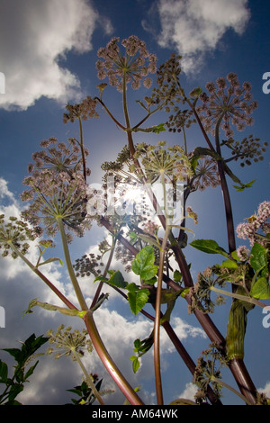 Im Sommer ein Wild Angelica (Angelica sp) Pflanzen (Frankreich). Pied d'Angélique Sauvage (Angelica sp) de Eté (Frankreich). Stockfoto