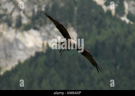 Rotmilan (Milvus Milvus) fliegen Stockfoto