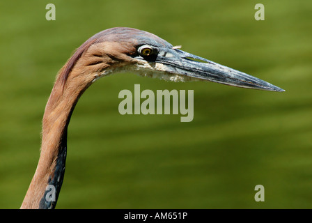Goliath Reiher (Ardea Goliath) Stockfoto