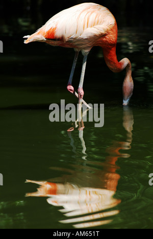 Rosaflamingo (Phoenicopterus Roseus) Stockfoto