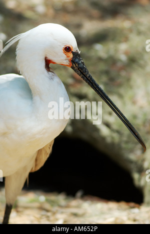 Gemeinsamen Löffler (Platalea Leucorodia) Stockfoto