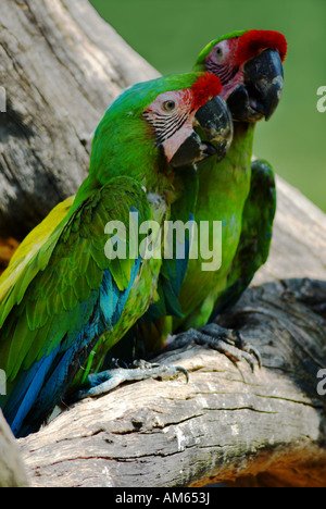 Zwei große grüne Aras (Ara Ambiguus) Stockfoto